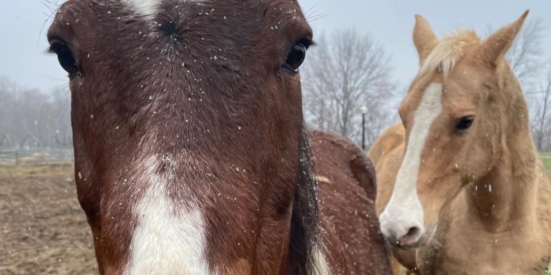 iFunny banner for @horses