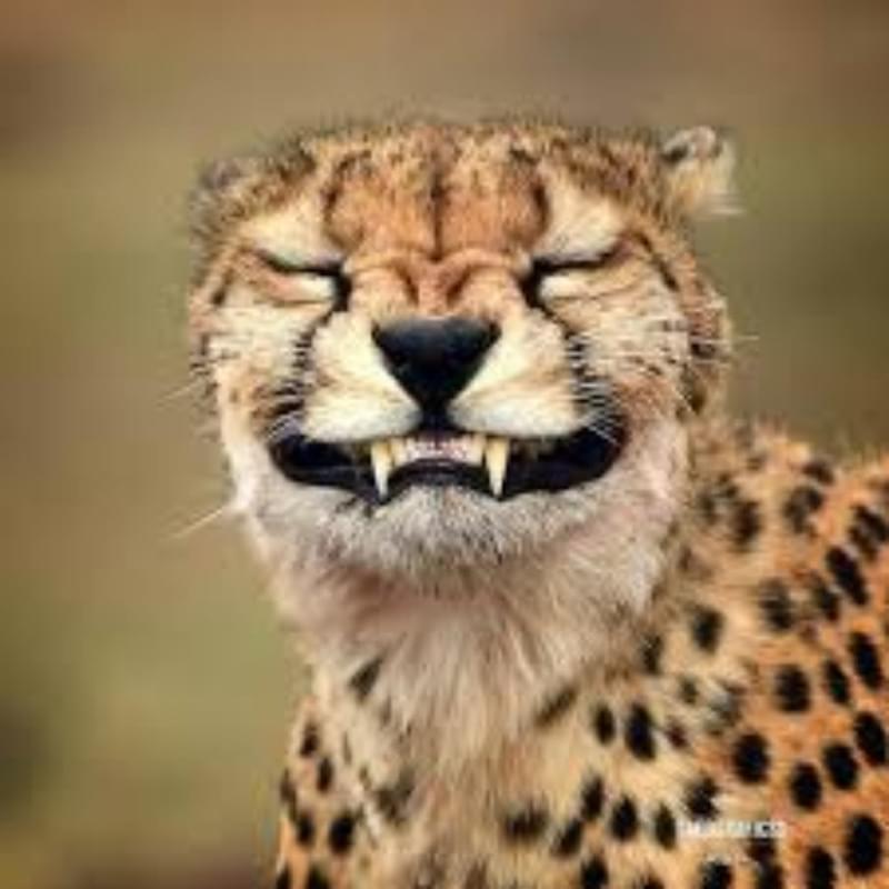 iFunny profile picture for @Cheetah