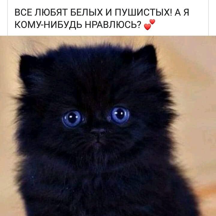 Черный Пушистый Котенок Фото