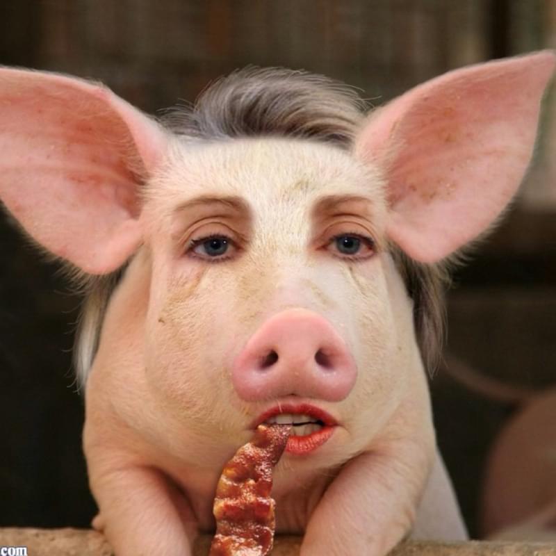 Глупые свиньи. Свин. Удивленная свинья. Морда свиньи. Смешные свиньи.