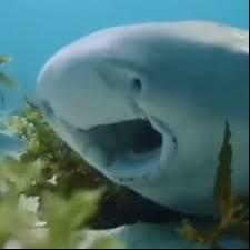 iFunny profile picture for @Shark
