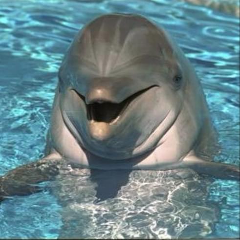 iFunny profile picture for @Dolphin