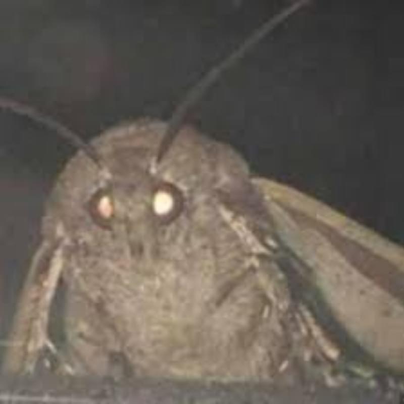iFunny profile picture for @moth
