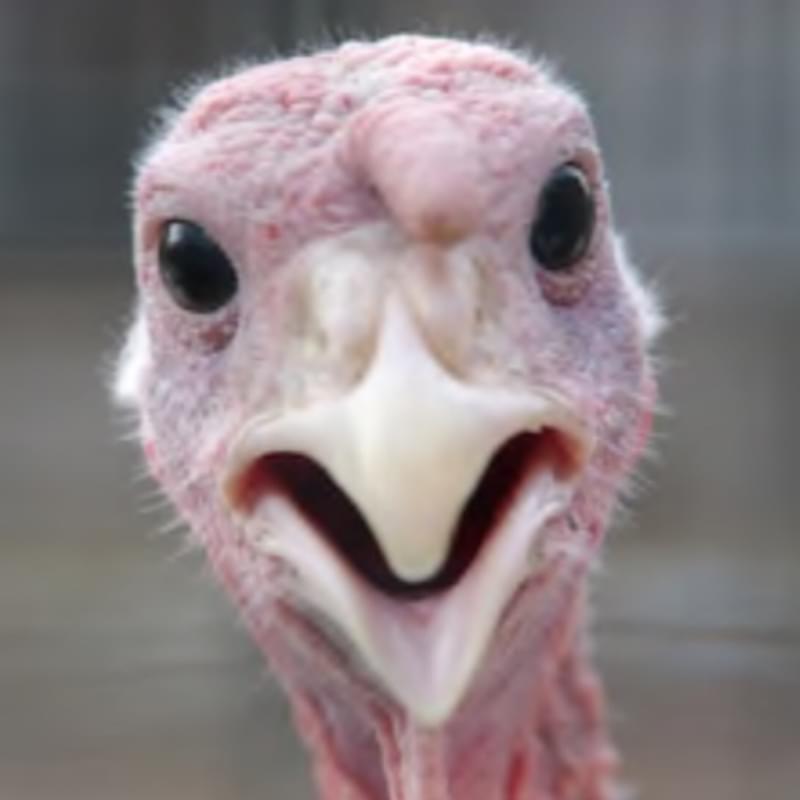 iFunny profile picture for @Turkey