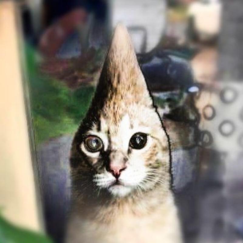 iFunny profile picture for @kink