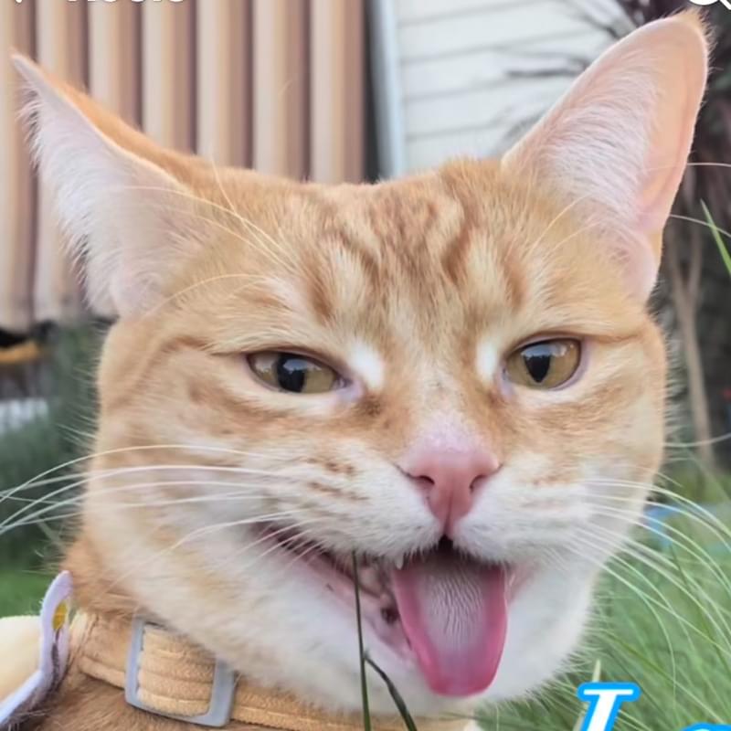 iFunny profile picture for @Feline