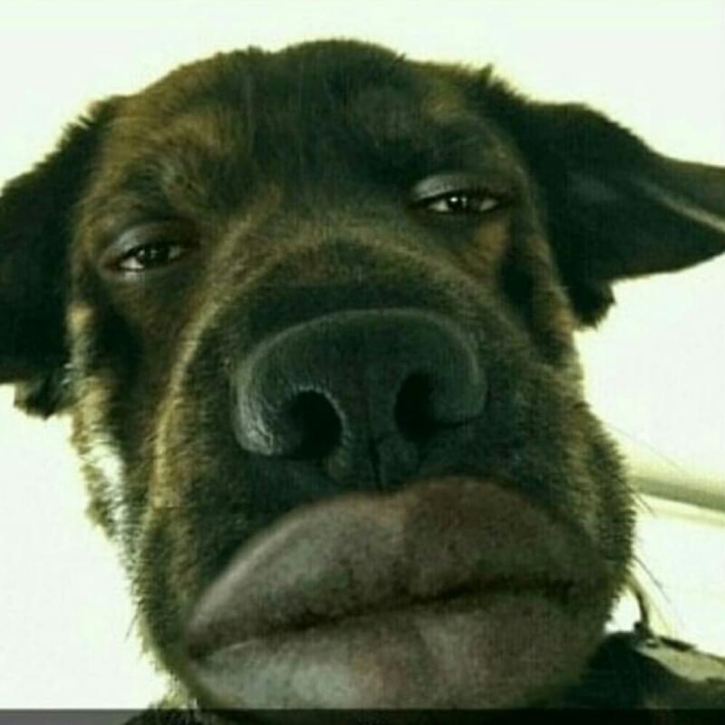 iFunny profile picture for @Simpson