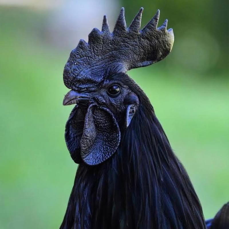 iFunny profile picture for @cocks