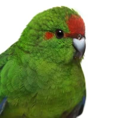 iFunny profile picture for @Parrots