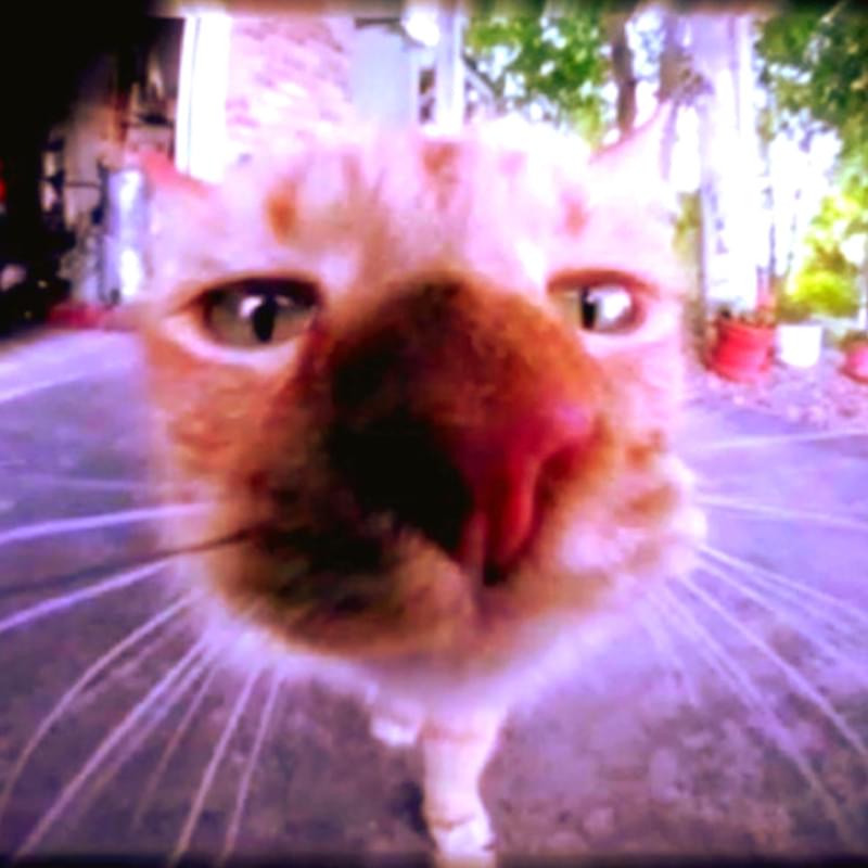 iFunny profile picture for @Symmetrical