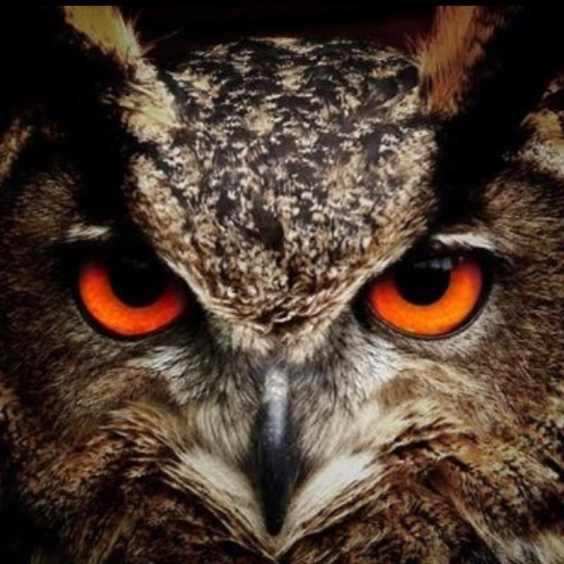 iFunny profile picture for @Owls