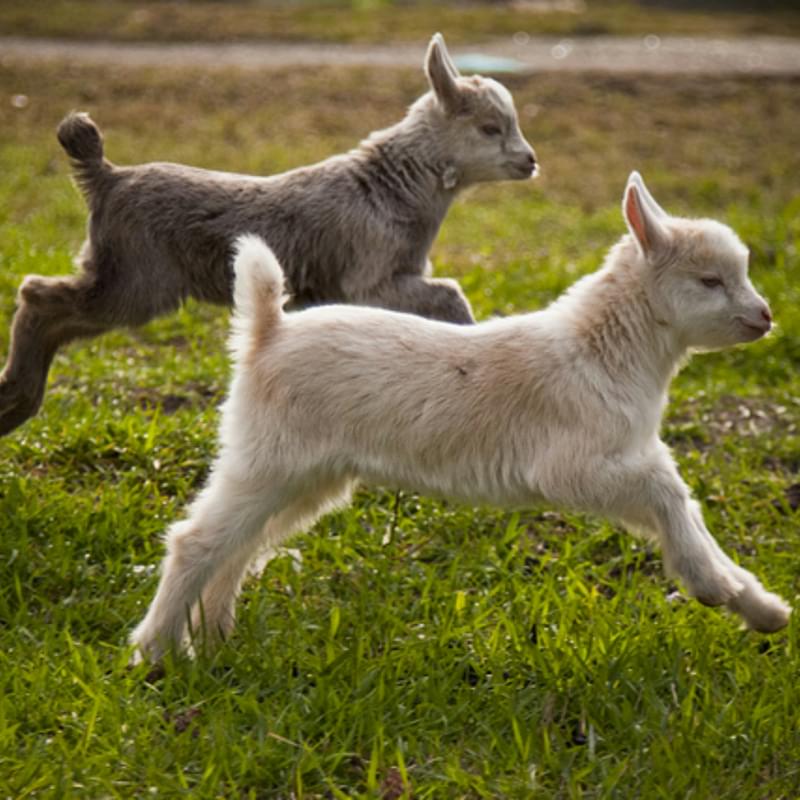 Goats листинг. Goats команда. Мой козлёнок my little Goat. Goats Duo.
