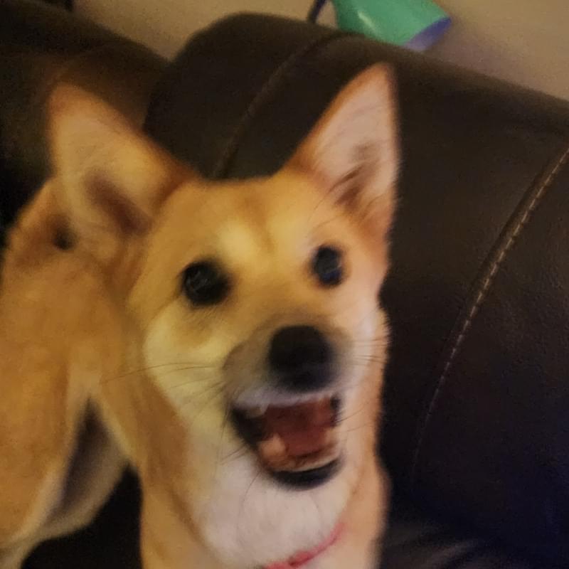 iFunny profile picture for @Dogs