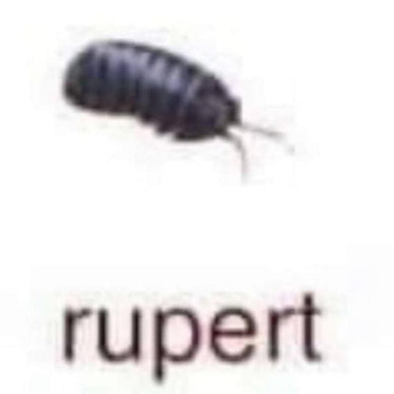 iFunny profile picture for @Rupert
