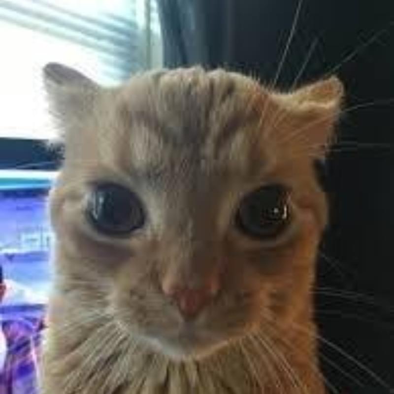 iFunny profile picture for @Column