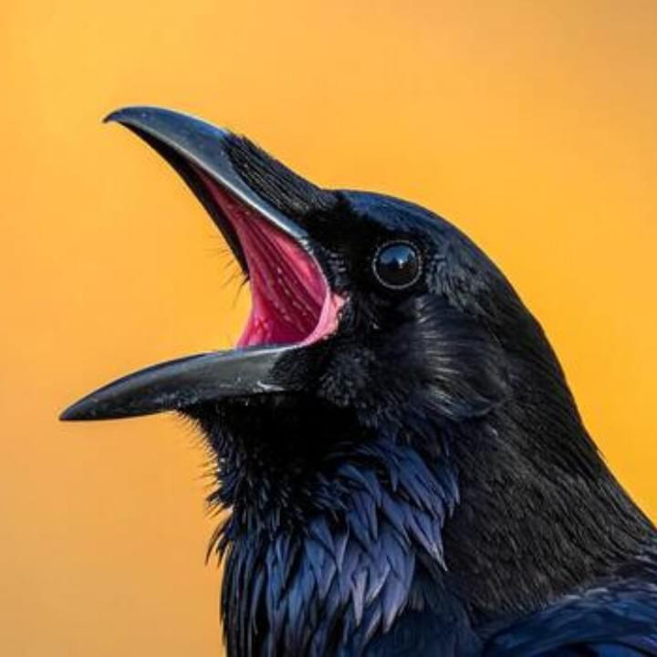 iFunny profile picture for @Crows