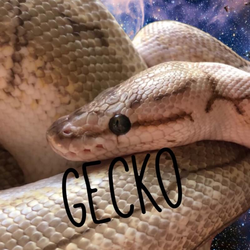 iFunny profile picture for @Gecko