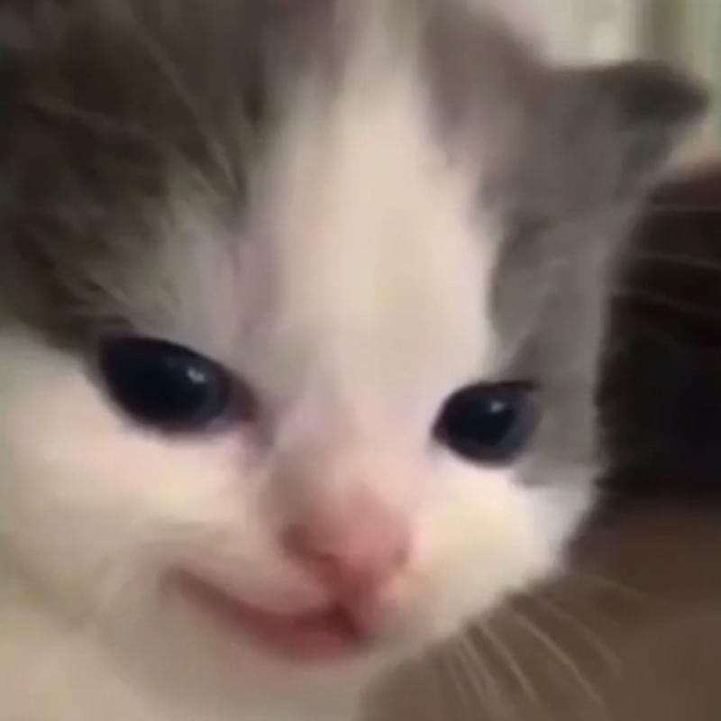 iFunny profile picture for @Cats