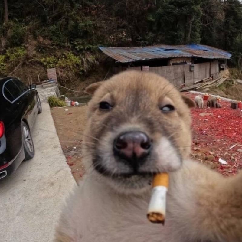 iFunny profile picture for @vice