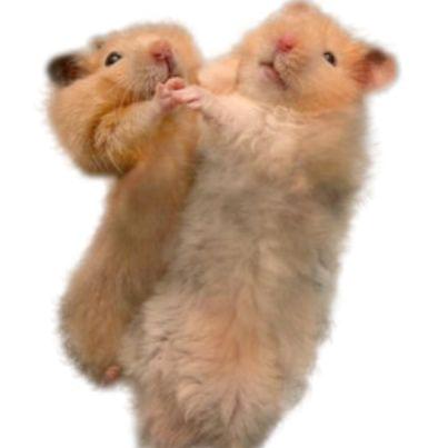 Хомяк мем игрушка. Мы хомяки танец. Хомяки танец детей картинка. Hampton the Hamster the Hamsterdance Song Кактус пустыня. The Hamster is Dancing.