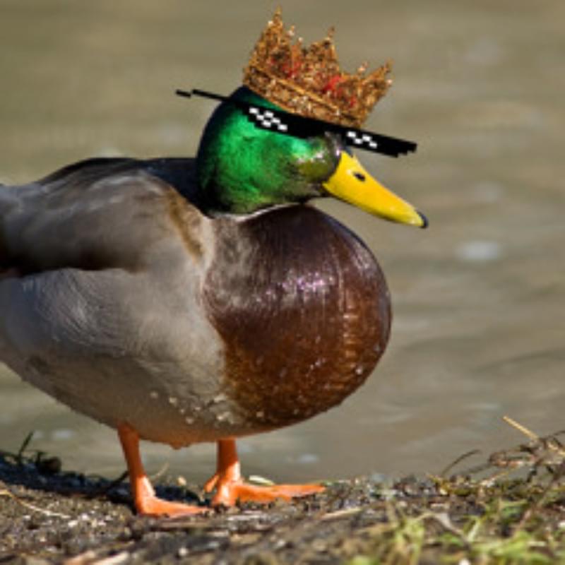 iFunny profile picture for @Ducking