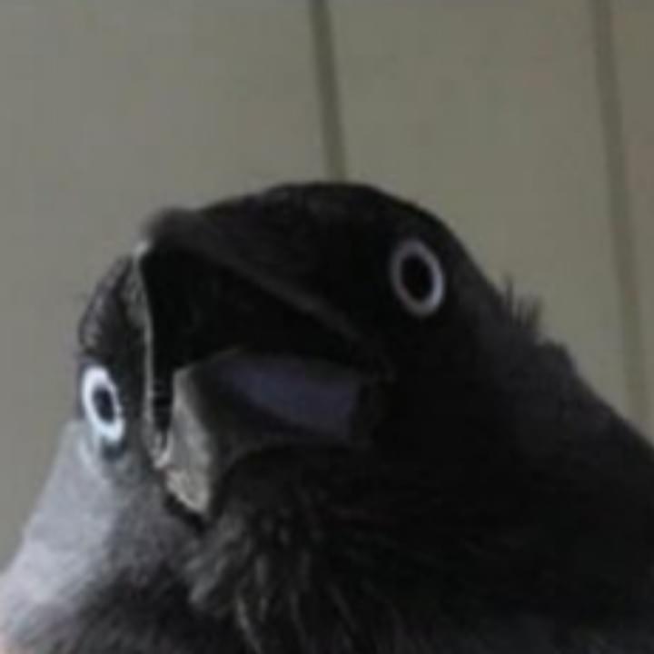 iFunny profile picture for @Bird