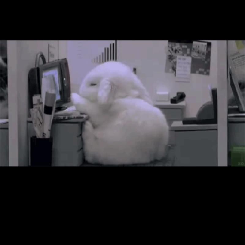 iFunny profile picture for @Bunnies
