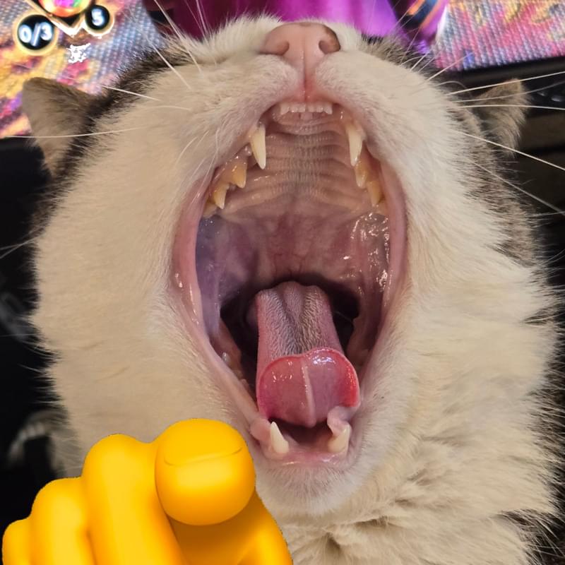 iFunny profile picture for @Raton