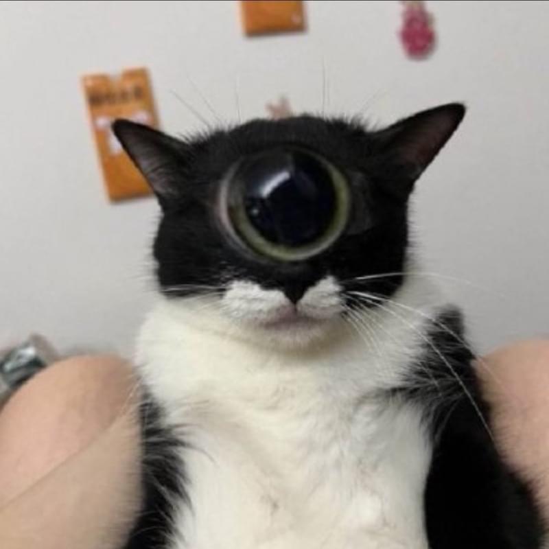 iFunny profile picture for @Neat
