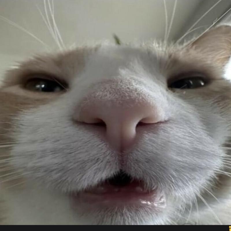 iFunny profile picture for @Poof
