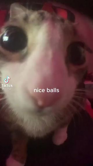 Jingle Balls Meme