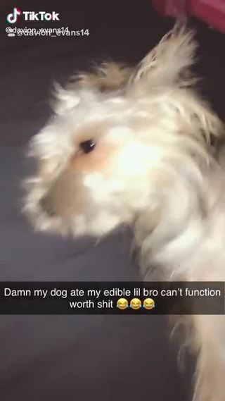 Tik Tok Davion Evans14 Tiktok My Dog Ate Edible Lil Bro Can T Function Worth Ifunny Tik Tok Davion Evans14 Tiktok My