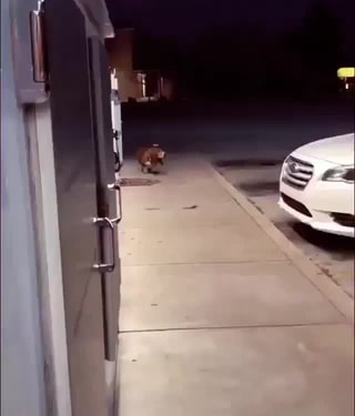 basset hound cowboy hat