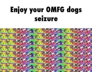 Omfgdogs Memes Best Collection Of Funny Omfgdogs Pictures On Ifunny
