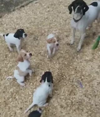 pointer dog baby