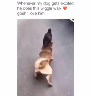 wiggling walking puppy