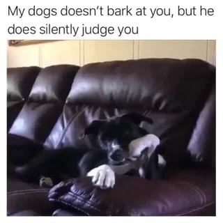 My dogs doesn't bark at you, but he does silently judge you