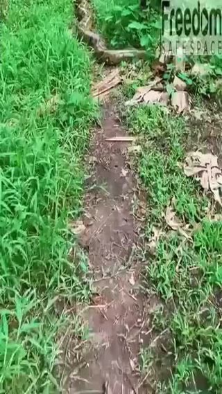 How the hell are sloths not extinct yet? righthandoftyr They aren't