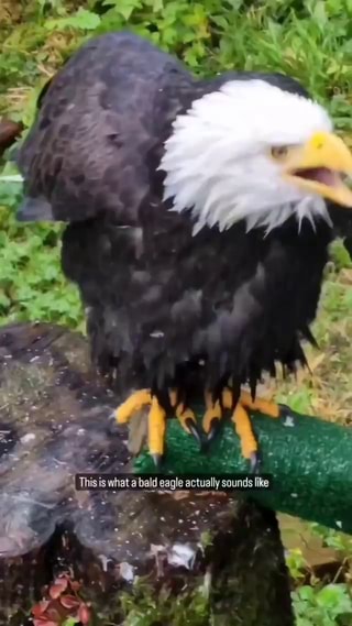 Bald Eagies being known by their majestic call Red-Tailed Hawks, the