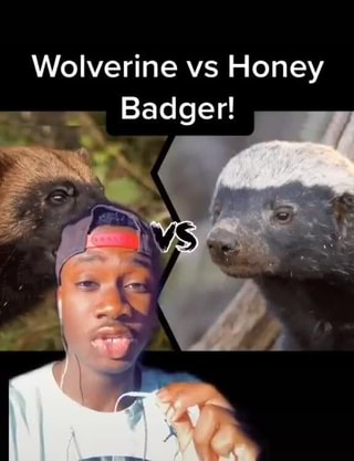 Wolverine Vs Honey Badger Ifunny