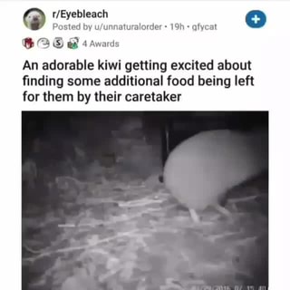 Q R Eyebleach O Posted By U Unnaturalorder Gfycat 6 A 15 We 4 Awards An Adorable Kiwi Getting Excited About Finding Some Additional Food Being Left For Them By Their Caretaker