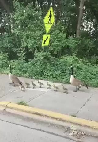 animals, ducks