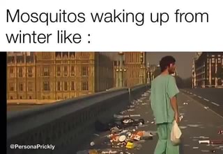 Mosquitos waking up from
winter like