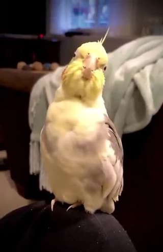 Cockatiel memes. Best Collection of funny cockatiel pictures on iFunny