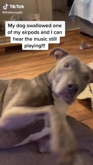 Tiktok Thelacouple My Dog Swallowed One Of My Airpods And I Can Playing Tiktok Thelacouple My Dog Swallowed One Of My Airpods And I Can Playing
