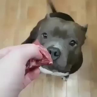 pitbull meat