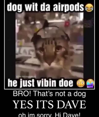 He Just Vibin Doe Bro That S Not A Dog Ifunny