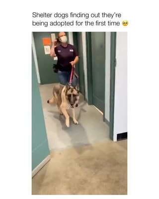 Shelter dogs finding out they're being adopted for the first time