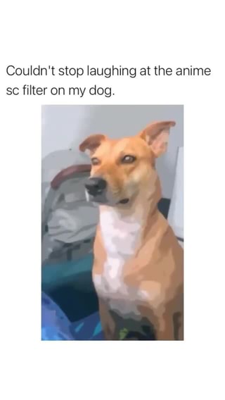 Couldn T Stop Laughing At The Anime Sc Filter On My Dog Ifunny
