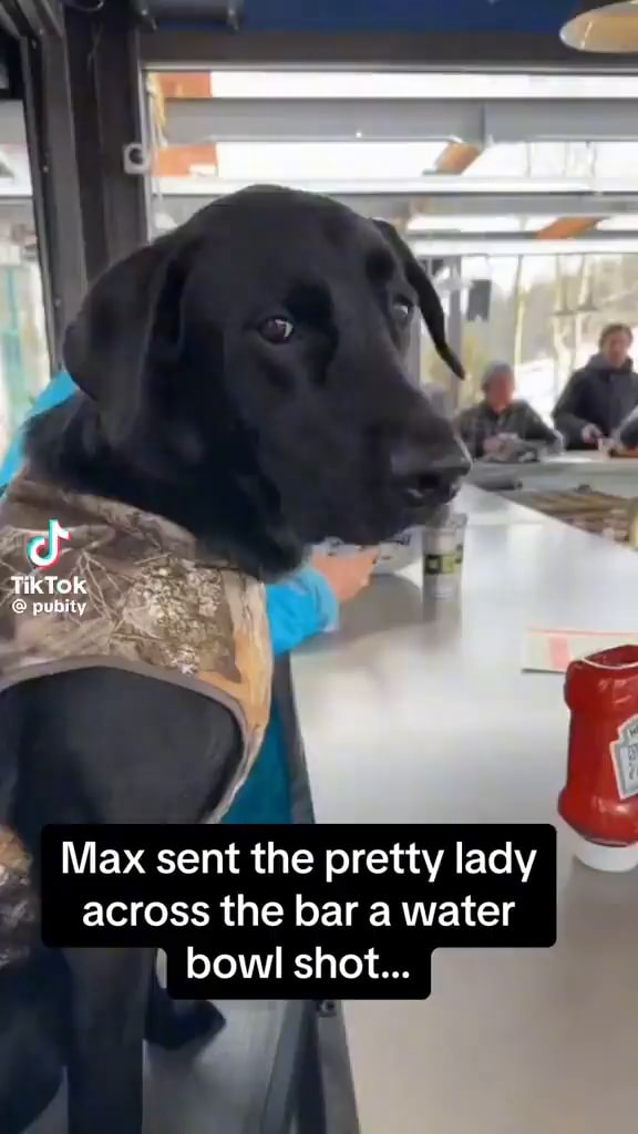 Max sent the pretty lady across the bar a water bowl shot... - iFunny